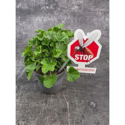 Pelargonium graveolens 'Orange Fizz' – Zbozi.Blesk.cz