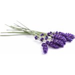 Ipuro Aroma difuzér Essentials Lavender Touch 50 ml – Hledejceny.cz
