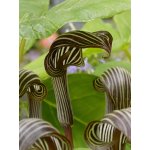 Arizéma 'Arisaema speciosum' 1 ks – Zboží Mobilmania