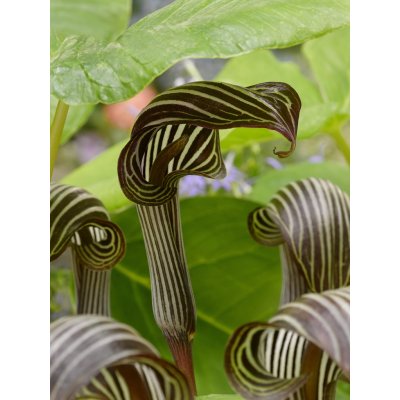 Arizéma 'Arisaema speciosum' 1 ks – Zboží Mobilmania