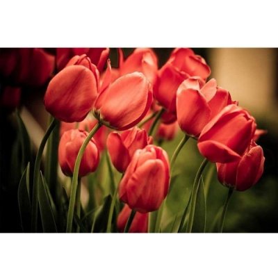 Dimex MA-5-0128 Samolepicí vliesová fototapeta na zeď Červené tulipány rozměry 375 x 250 cm – Zbozi.Blesk.cz