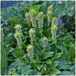 Chocholatice - Eucomis bicolor - prodej cibulovin - 1 ks – Sleviste.cz