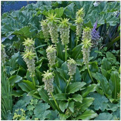 Chocholatice - Eucomis bicolor - prodej cibulovin - 1 ks