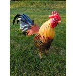 BOCON s.r.o. Plechová figura kohout – Zboží Dáma