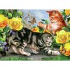 Malování podle čísla STM Creatoys Malování velké Royal Koťata na zahradě