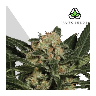Auto Seeds Candy Kush AUTO semena neobsahují THC 5 ks – Sleviste.cz
