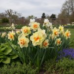 Narcis 'Double Fashion' 5 ks Velikost cibulí: 14/16 – Zboží Mobilmania