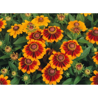 Třapatka srstnatá 'Toto Rustic' 1 ks – Zboží Mobilmania