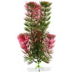 JK rostlina Red Anacharis 18-21 cm – Zboží Mobilmania