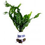 Microsorum pteropus Windelov – Zboží Dáma