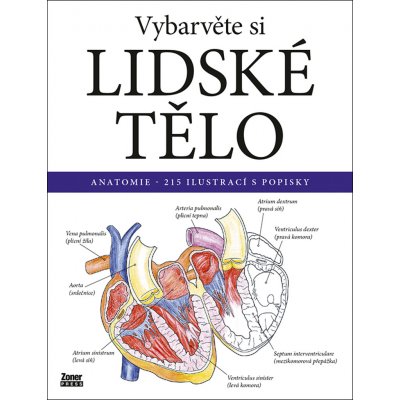 Vybarvěte si LIDSKÉ TĚLO / Anatomie - 215 ilustrací s popisky – Hledejceny.cz