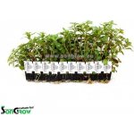 Ludwigia glandulosa - Zakucelka žláznatá – Hledejceny.cz