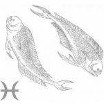 Ryby – Zboží Dáma