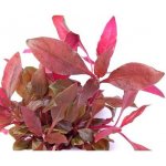 Alternanthera reineckii Purple – Zboží Dáma