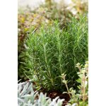 Rozmarýn lékařský – Zboží Dáma
