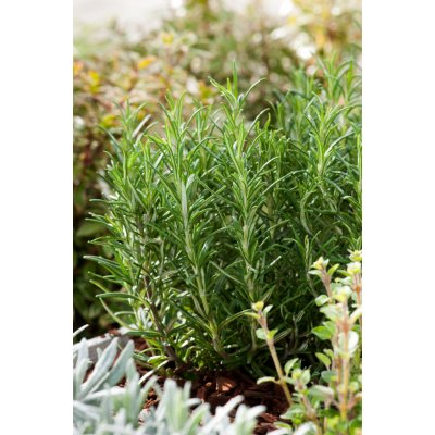 Rozmarýn lékařský – Zboží Dáma