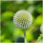 Bělotrn kulatohlavý - Echinops sphaerocephalus - semena bělotrnu - 6 ks – Zboží Dáma