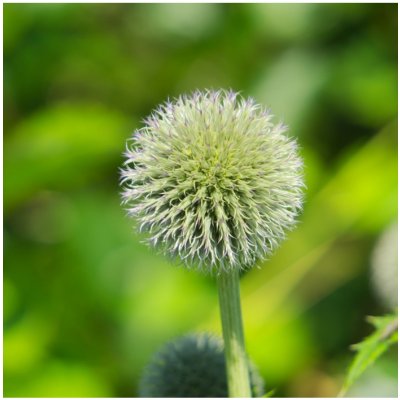 Bělotrn kulatohlavý - Echinops sphaerocephalus - semena bělotrnu - 6 ks – Zboží Dáma