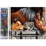 Norimpex Diamantové malování Koně s kočkou 30 x 40 cm – Sleviste.cz