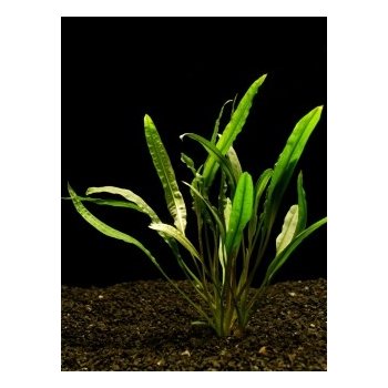 Cryptocoryne balansae - Kryptokoryna kadeřavá