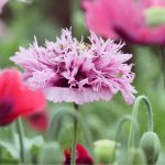 Mák okrasný Lilac Pompon - Papaver somniferum - semena máku - 200 ks – Zboží Mobilmania