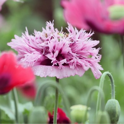 Mák okrasný Lilac Pompon - Papaver somniferum - semena máku - 200 ks – Zboží Mobilmania