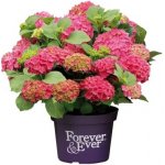 Hortenzie velkolistá Forever & Ever RED květináč 10 litrů, výška 60/80cm, keř – Sleviste.cz