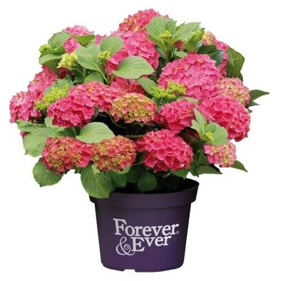 Hortenzie velkolistá Forever & Ever RED květináč 10 litrů, výška 60/80cm, keř – Sleviste.cz