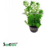 Rotala Boshi - Nanjenshan – Zboží Mobilmania