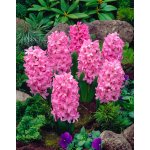 Hyacint 'Pink Surprise' 3 ks – Zboží Dáma