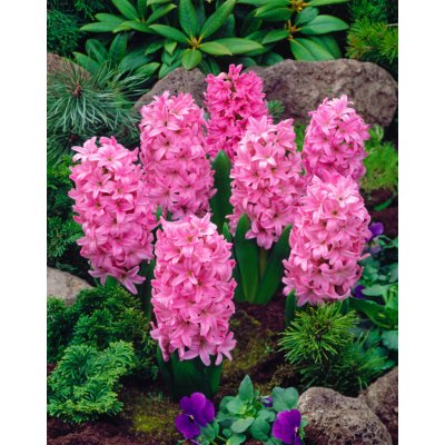 Hyacint 'Pink Surprise' 3 ks – Zboží Dáma