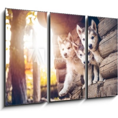 Obraz 3D třídílný - 105 x 70 cm - group of cute puppy alaskan malamute run on grass garden skupina roztomilé štěně aljašský malamut běží na travnaté zahradě