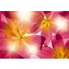 Komar 8-928 Fototapeta květiny Summer Sun Rozměr 368 x 254 cm