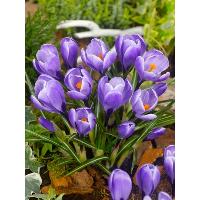 Krokus velkokvětý 'Grand maitre' 10 ks Velikost cibulek: 6/7 – Zboží Dáma
