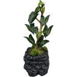 Repto Water Dripping Tree 30 x 24 x 51 cm – Zboží Dáma