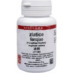 Sinecura Zlatice lianqiao extrakt prášek 20 g – Hledejceny.cz
