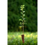 GREENBOSS FLOWER Buk lesní QP 60 (26/50) tříděno 36-50cm Velikost: 36 až 50 cm – Hledejceny.cz