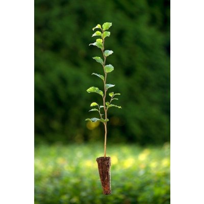 GREENBOSS FLOWER Buk lesní QP 60 (26/50) tříděno 36-50cm Velikost: 36 až 50 cm – Hledejceny.cz