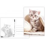 MFP Paper Pohlednice sr Z040 B UV vzor 4 – Sleviste.cz