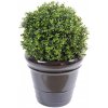 Květina BUXUS KOULE NEW, 50cm