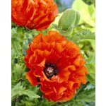 Mák velkokvětý 'May Queen ' 1 ks – Sleviste.cz