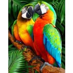 Norimpex Diamantové malování Barevní papoušci 30 x 40 cm – Zboží Mobilmania