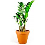 Gardners Zamioculcas zamiifolia, průměr 11 cm Kulkas, zamiokulkáda – Zboží Dáma