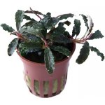 Bucephalandra Kedagang – Zboží Dáma