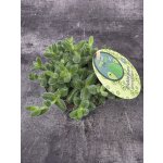 Delosperma Echinatum – Zboží Dáma