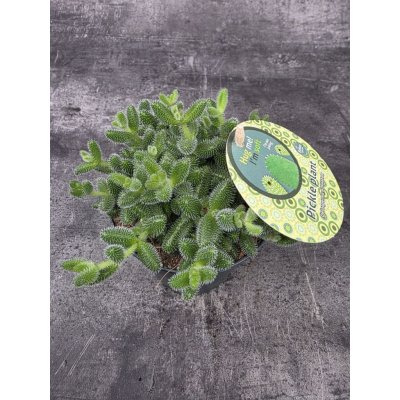 Delosperma Echinatum – Zboží Dáma