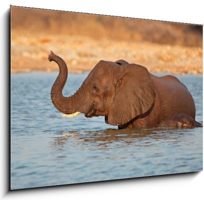 Obraz 1D - 100 x 70 cm - Elephant in water, Etosha National Park Slon ve vodě, národní park Etosha – Zboží Mobilmania