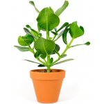 Gardners Clusia rosea, průměr 12 cm Klusia – Sleviste.cz