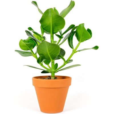 Gardners Clusia rosea, průměr 12 cm Klusia – Sleviste.cz