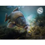 Delphin Wafters D Snax Shell Kukuřice Ananas 30 g 10 mm – Zboží Dáma